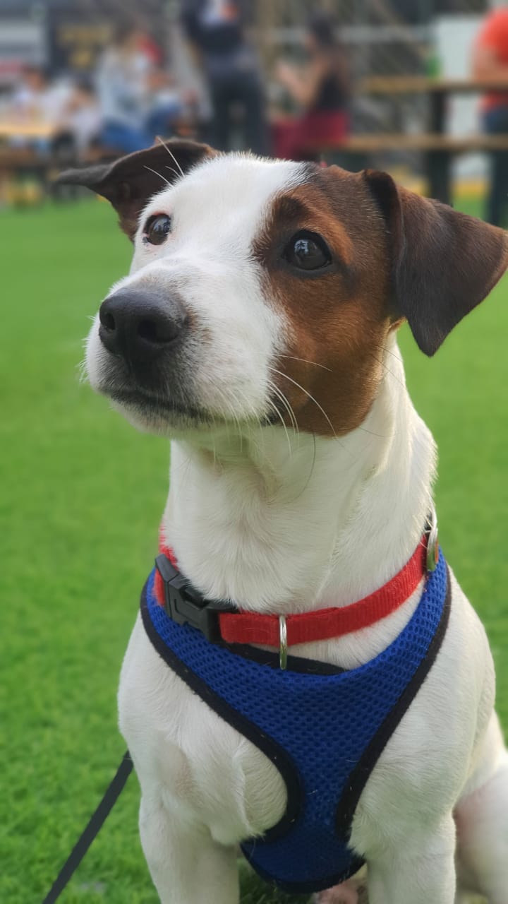 Bruce, un Jack Russell Terrier